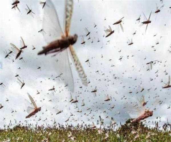 Locust Attack Set To Damage Agriculture