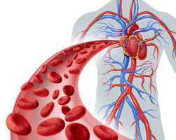 How Bad Cholesterol Affect our Blood Circulation? Ways to cure it