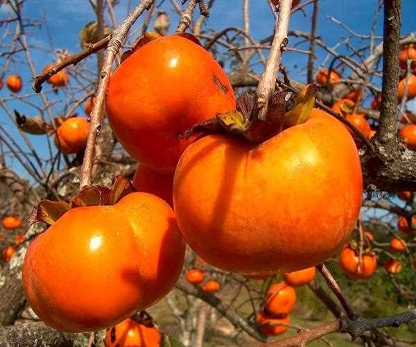 Best fruits to eat during winter and their health benefits