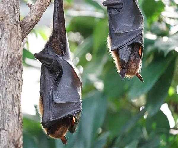New Coronavirus NeoCov found by Wuhan Scientists