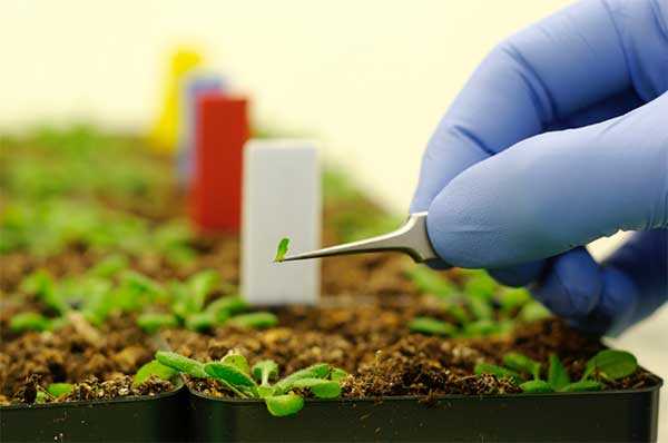 What is the impact of nanotechnology on agriculture