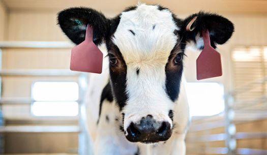 Cow Antibody Research In USA A Step Ahead To Replace Plasma Therapy 