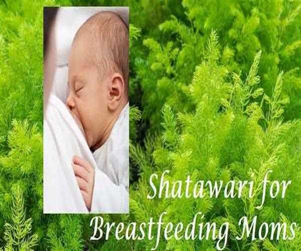 What is Shatavari and its health benefits