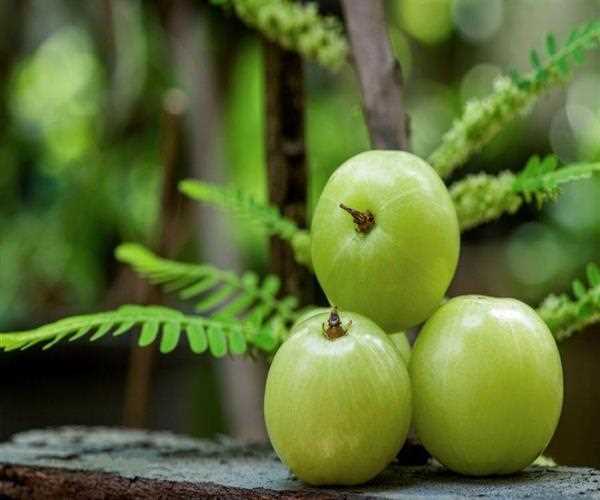 Amla Emblica Officianalis Gatertn and its health benefits