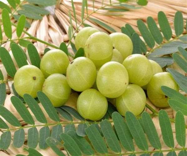 Amla (Emblica Officianalis Gatertn) and its health benefits