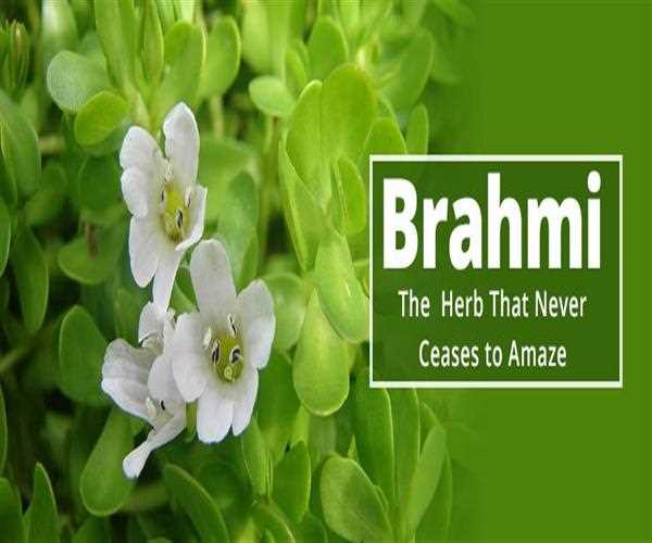 Brahmi: The Herb That Never Ceases To Amaze