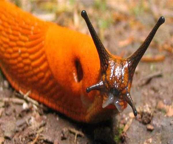 Earth is going to face the Sixth Mass Extinction