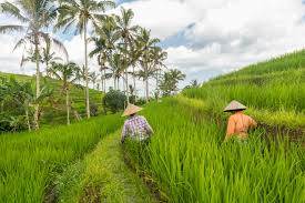 Food security Zero Hunger