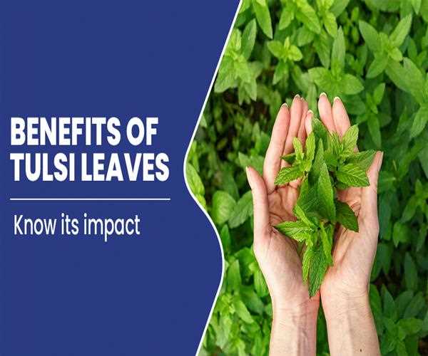 "Exploring the Wonders of Tulsi: The Sacred Herb with Health Benefits"