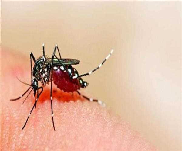 Dengue Fever: It's symptoms, diagnosis and tips to prevent.